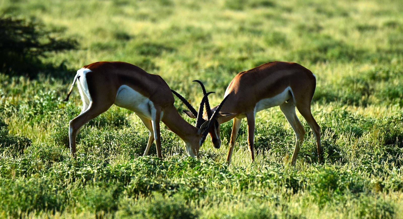 Gazelles in action in Samburu Kenya by Travel Jaunts