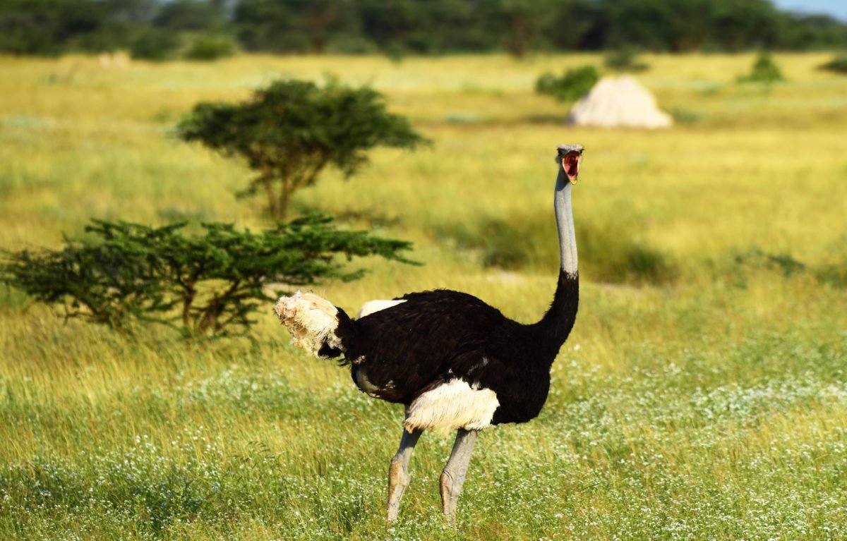 Somali Ostrich in Samburu Kenya by Travel Jaunts