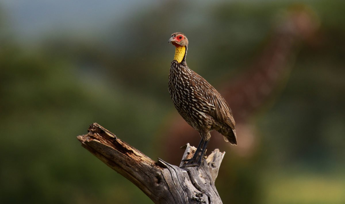 Yellow-necked spurfowl at Samburu, Kenya by Travel Jaunts