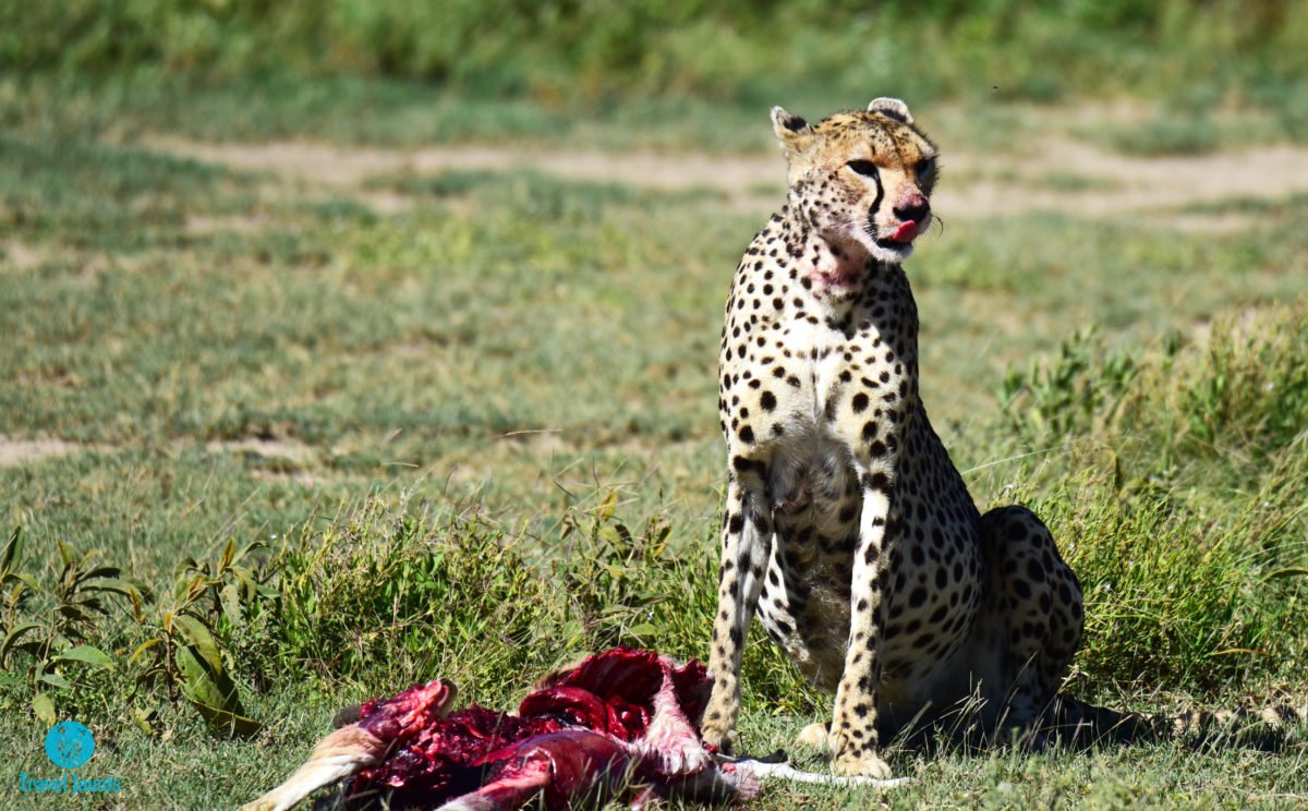 A day in Ngorongoro, Tanzania | Travel Jaunts