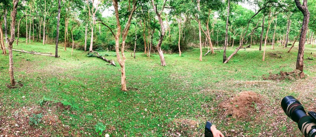 Post Lockdown Travels: The Jungles of Kabini | Travel Jaunts Post Lockdown Travels: The Jungles of Kabini | Travel Jaunts