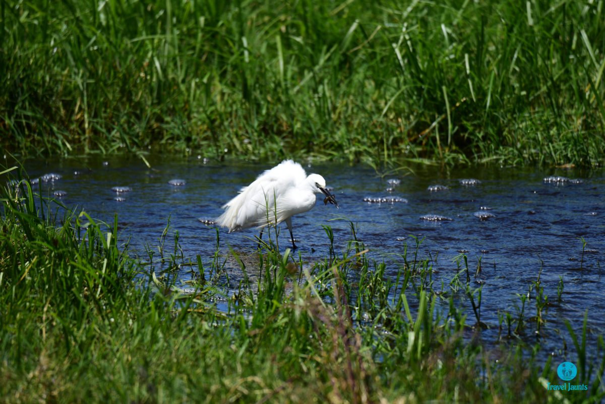 A day in Ngorongoro, Tanzania | Travel Jaunts