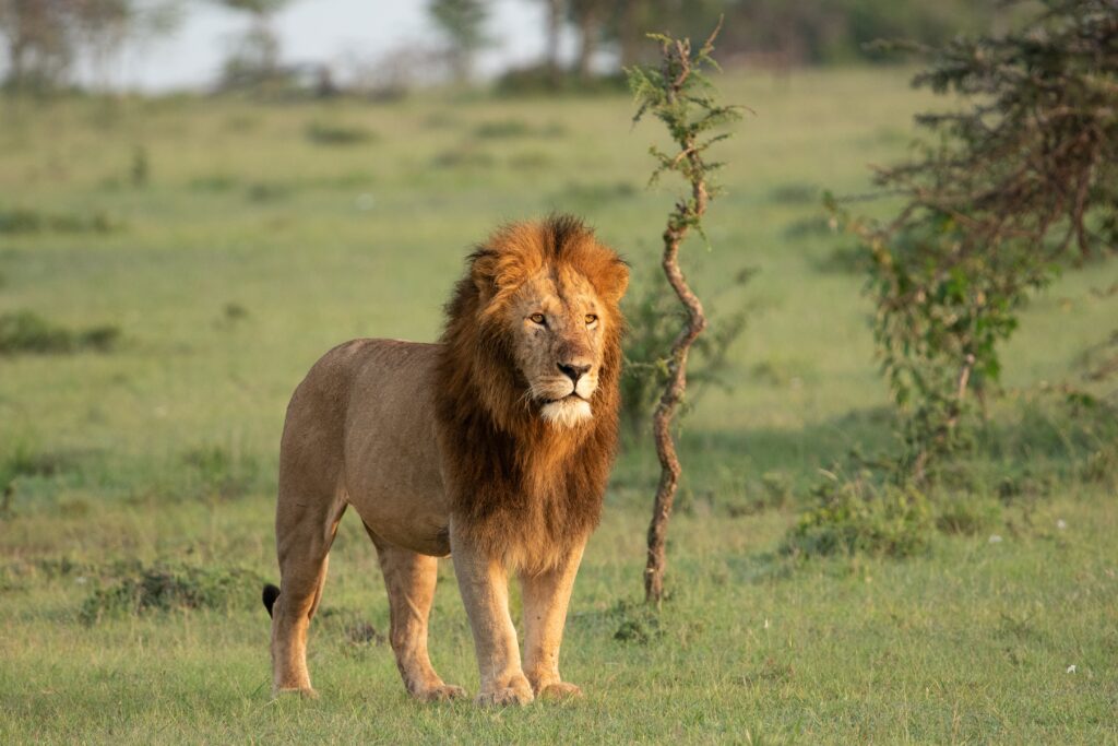 The Ultimate African Safari Showdown: Masai Mara vs. Ngorongoro Crater vs. Okavango Delta